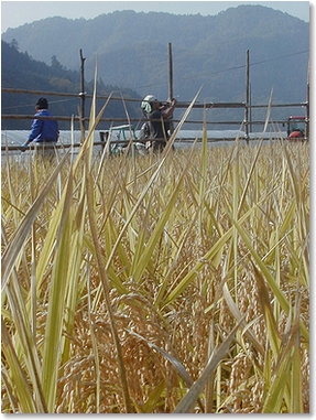 �����F�Ɏ��������{�_���̃A�C�K����